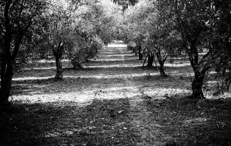 מטע זיתים - צילום אילוסטרציה לתקרית תקיפת דיפלומטים בטייבה, לא צילום האירוע