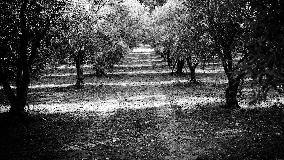 מטע זיתים - צילום אילוסטרציה לתקרית תקיפת דיפלומטים בטייבה, לא צילום האירוע