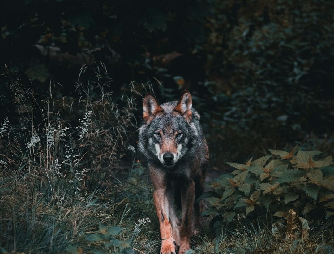 זאב ביער בלילה כאילוסטרציה ל-Werwulf